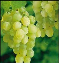 Grapes
