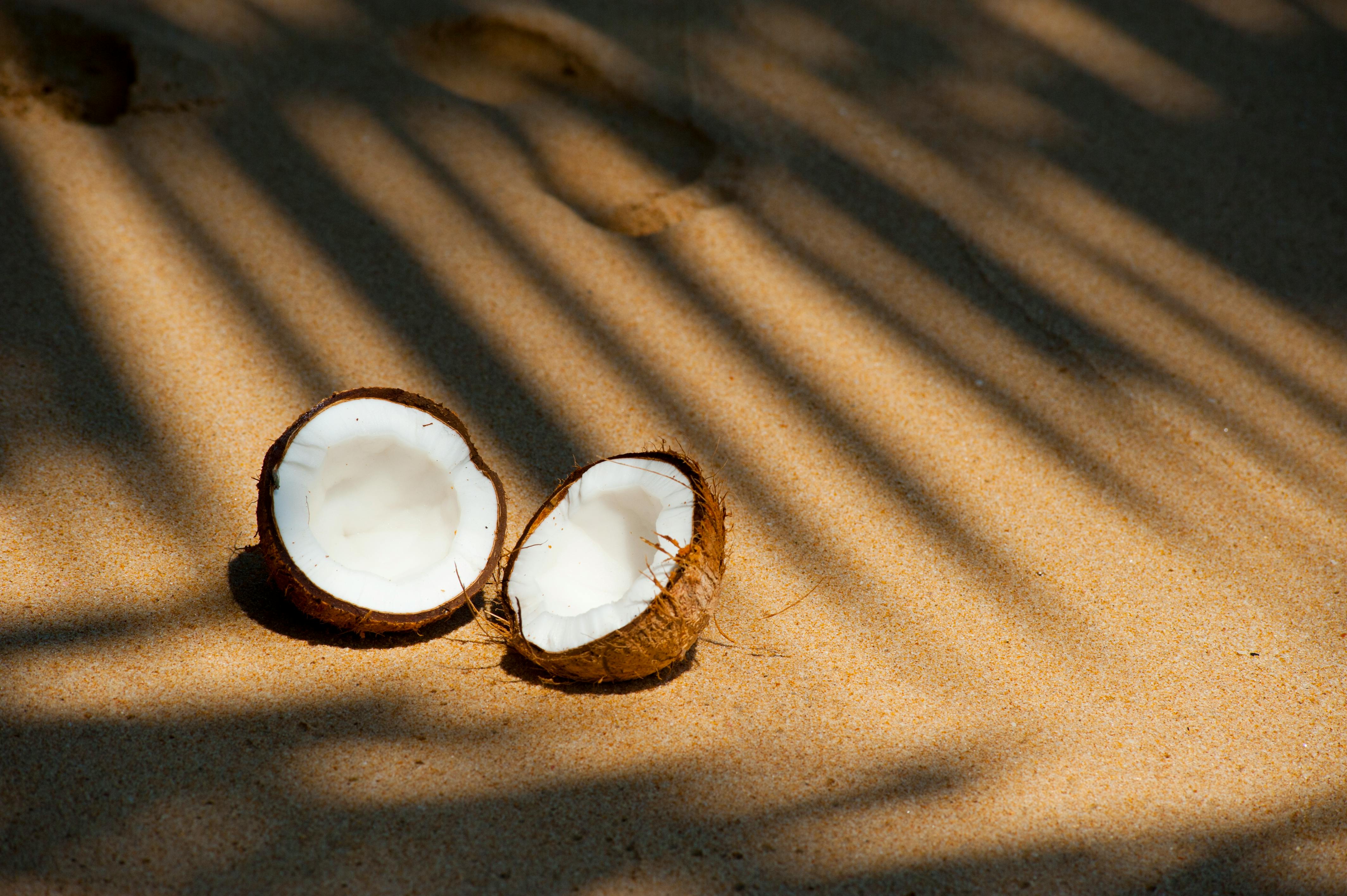 Coconut — The Tree of Life